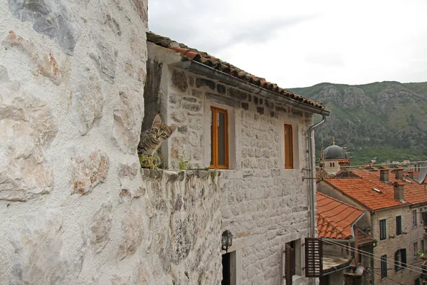 Little kitten on the roof of old building in Kotor — Stock Photo, Image