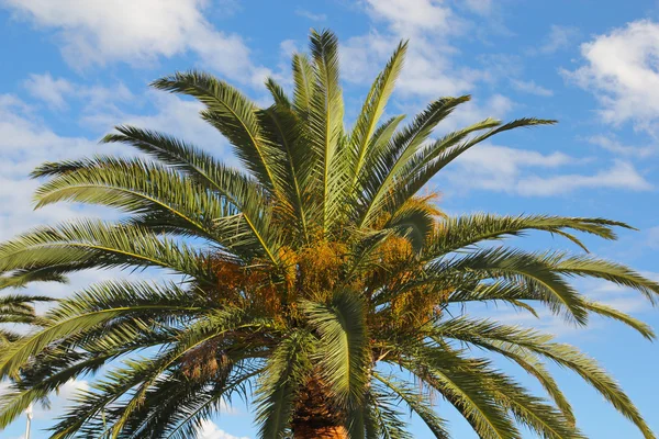 Folhas de palmeira verde céu nublado — Fotografia de Stock