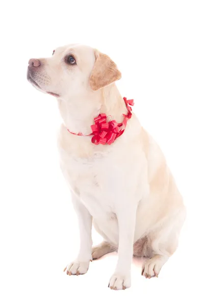 Złoty pies myśliwski z czerwoną wstążką na białym tle — Zdjęcie stockowe