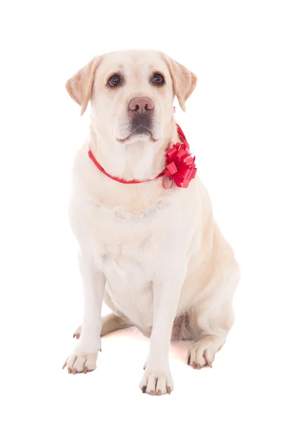Golden retriever with red ribbon sitting isolated on white — Stock Photo, Image