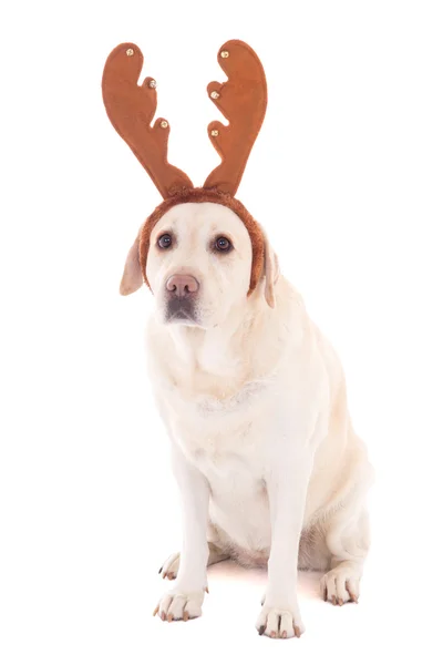 Dog in reindeer horns isolated on white — Stock Photo, Image