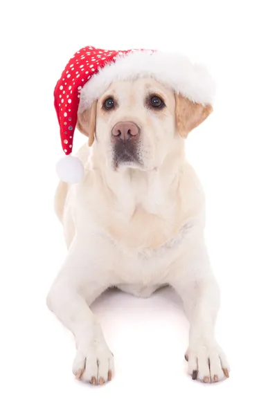 Dog in santa hat isolated on white — Stock Photo, Image