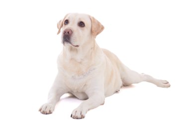güzel köpek (golden retriever) w izole yalan portresi