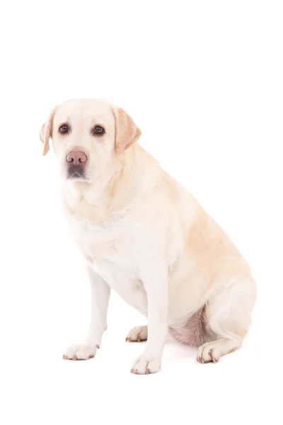 年轻漂亮的金毛寻回犬坐上白色孤立 — 图库照片