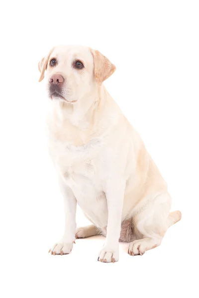 젊은 아름 다운 강아지 (골든 리트리버) 앉아 흰색 절연 — 스톡 사진