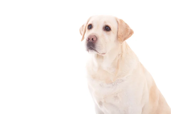 Portrait of young beautiful dog (golden retriever) sitting isola — Stock Photo, Image