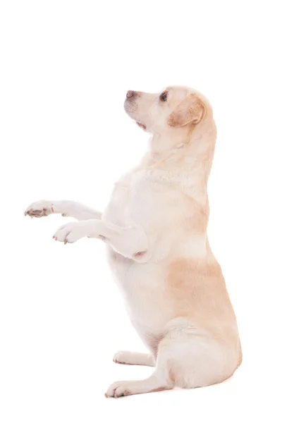 Grappige hond vergadering geïsoleerd op wit — Stockfoto