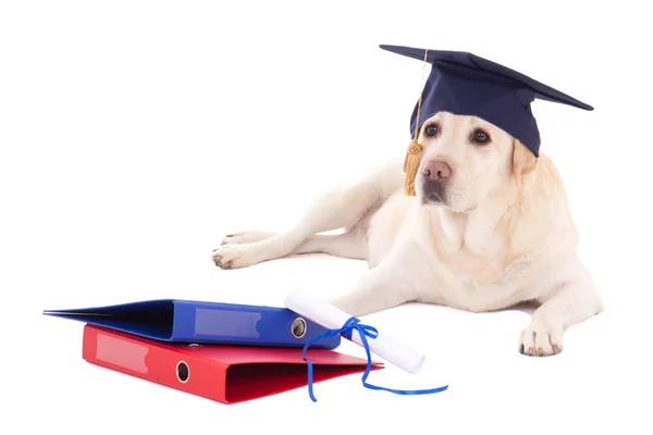 Lindo cachorro de chapéu de estudante com diploma isolado no branco — Fotografia de Stock