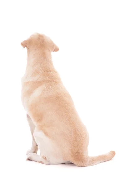 Back view of sitting dog isolated on white — Stock Photo, Image