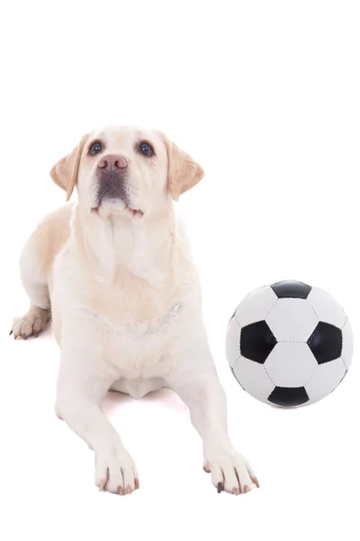 Dog lying with soccer ball isolated on white — Stock Photo, Image