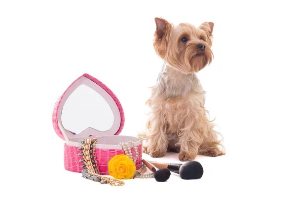 Beetje hond yorkshire Terriër met spiegel en make-up borstels iso — Stockfoto