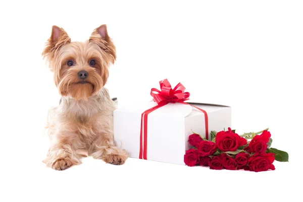 Hondje yorkshire Terriër liggen met geschenk doos en bloemen iso — Stockfoto