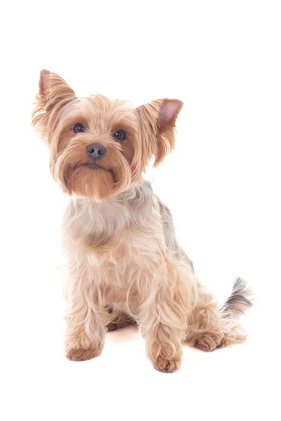 Niedliche kleine Hund Yorkshire Terrier sitzend isoliert auf weiss — Stockfoto