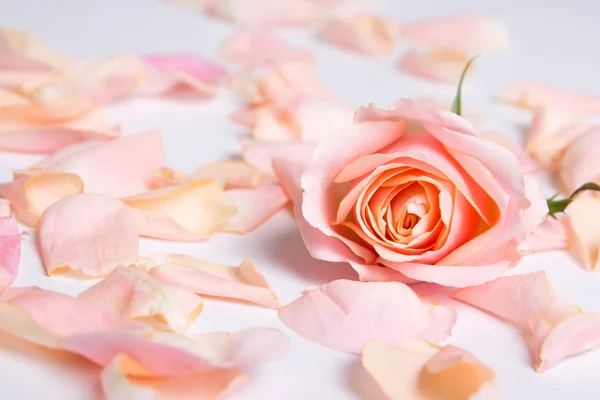 Różowe płatki róż na białym tle — Zdjęcie stockowe