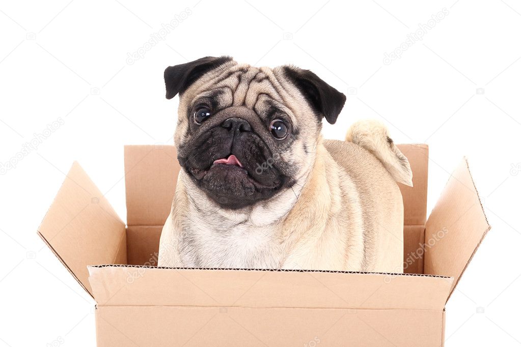 pug dog in brown carton box isolated on white