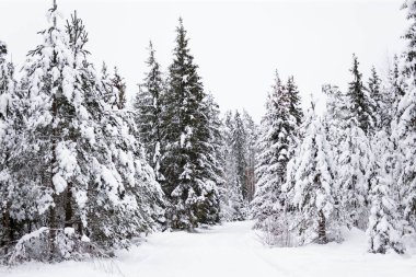 Güzel kış manzarası arka planı - karda Estonya ormanı