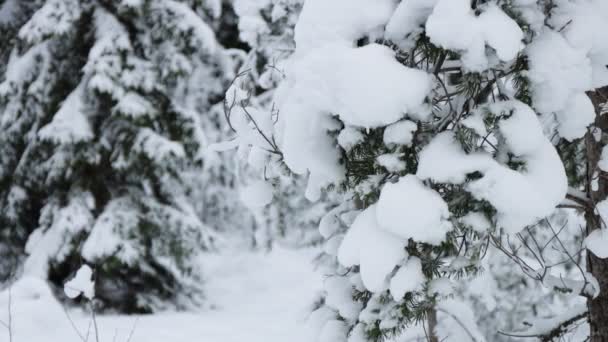 Queda Neve Floresta Inverno Fim Ramo Nevado Pinheiro — Vídeo de Stock