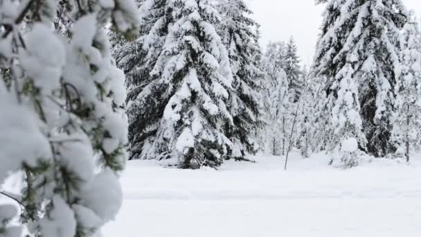 Bella Foresta Invernale Con Abeti Pini Sotto Neve — Video Stock