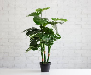 houseplant monstera in white pot over white brick wall background