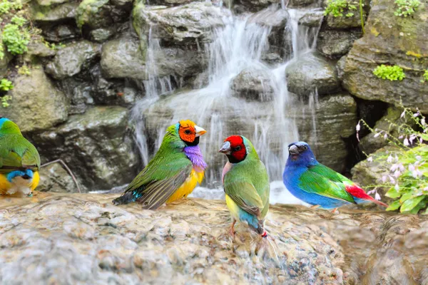 Aves exóticas disfrutando del agua —  Fotos de Stock