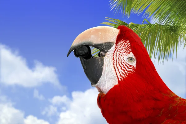 Zvědavý papoušek — Stock fotografie