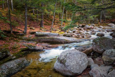 The Foliage in New Hampshire