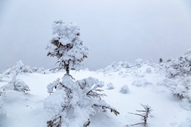 Beyaz Dağlar, New Hampshire 'da kış