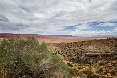 Arizona Çölü 'nün kartpostalı.