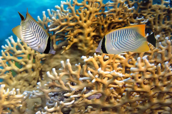 Schmetterlingsfische im roten Meer — Stockfoto