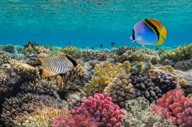 threadfin butterflyfish (chaetodon Arabacı), red sea, Mısır