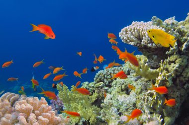 balıklar, Kızıldeniz, egy ile canlı mercan resif sualtı çekimi