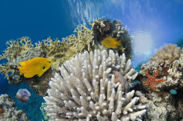 Imagem de fundo subaquático do oceano — Fotografia de Stock