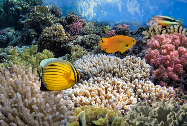 Тропическая рыба на коралловом рифе в Красном море — стоковое фото