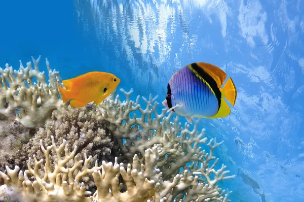 紅海のサンゴ礁の熱帯魚 — ストック写真