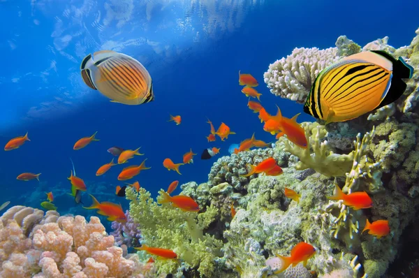 Tiro subaquático de recife de coral vívido com um peixe, Mar Vermelho, Egy — Fotografia de Stock