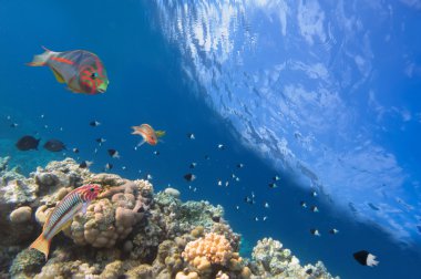 thalassoma klunzingeri ve sert mercan red Sea, Mısır