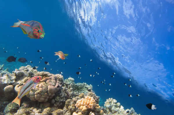 Thalassoma Klunzingeri e corais duros no Mar Vermelho, Egito — Fotografia de Stock