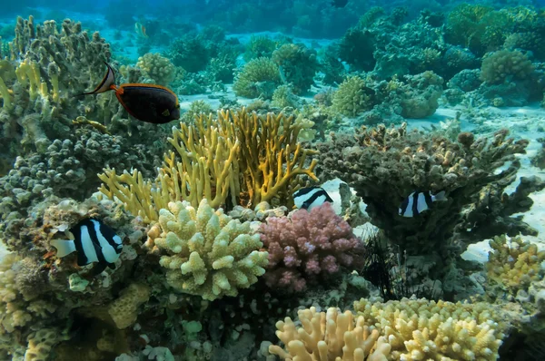 Pesce tropicale e barriera corallina — Foto Stock