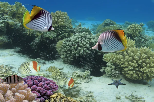 Threadfin butterflyfish and coral reef, Mar Vermelho, Egito — Fotografia de Stock