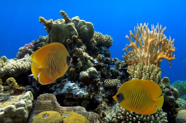 Kırmızı sea.egypt maskeli kelebek balık