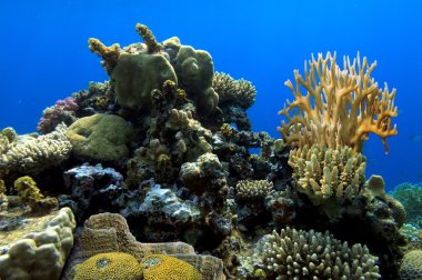 Tropikal Balık ve Mercan Resifi