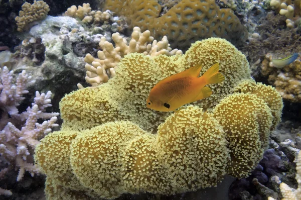 Кораловий риф з великим жовтим м'яким коралом на дні червоного моря — стокове фото