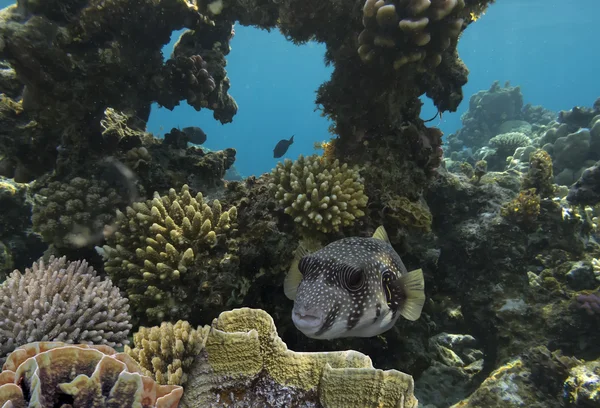 Dev pufferfish — Stok fotoğraf