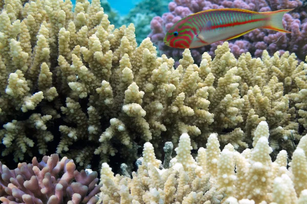 Σκληρά κοράλλια — Φωτογραφία Αρχείου