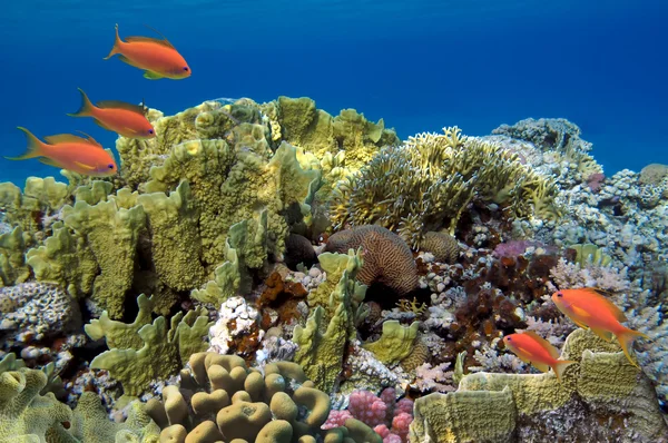 Recife de coral com corais macios e duros com peixes exóticos — Fotografia de Stock