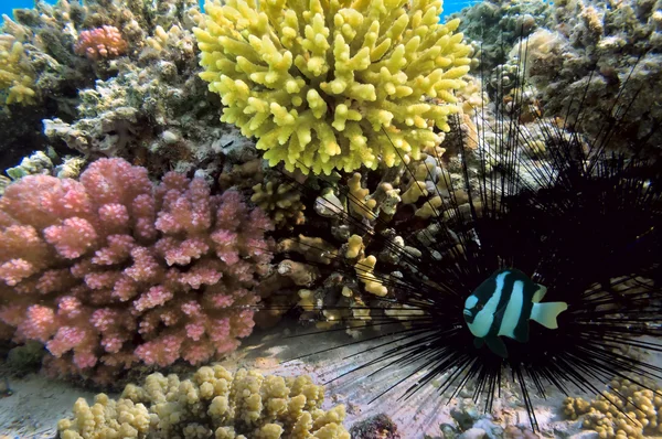 Black sea urchin and Humbug dascyllus — Stock Photo, Image