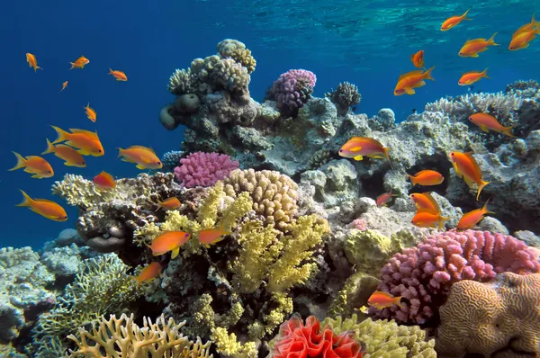 Onderwater schieten van levendige koraalrif met een vissen — Stockfoto