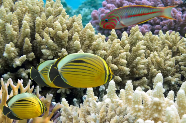 Thalassoma Klunzingeri et Polyp Butterflyfish — Photo