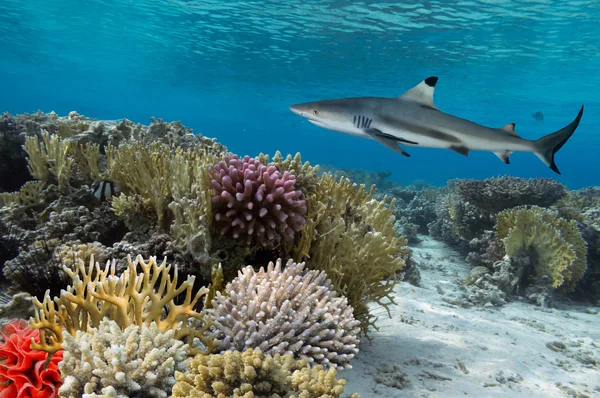 Barevné podvodní korálový útes s žlutým svlékl ryb a velký — Stock fotografie