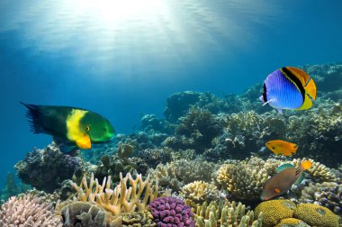 coral koloniyi resif üst fotoğrafı